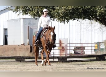 American Quarter Horse, Ruin, 6 Jaar, Donkere-vos