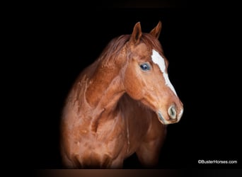 American Quarter Horse, Ruin, 6 Jaar, Donkere-vos