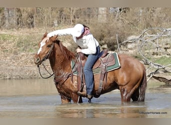 American Quarter Horse, Ruin, 6 Jaar, Donkere-vos