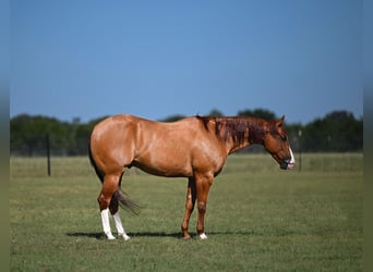 American Quarter Horse, Ruin, 6 Jaar, Falbe