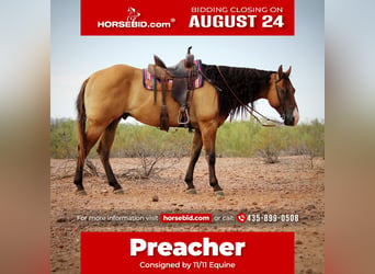 American Quarter Horse, Ruin, 6 Jaar, Falbe