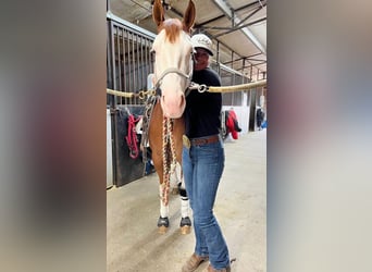 American Quarter Horse Mix, Ruin, 6 Jaar, Gevlekt-paard