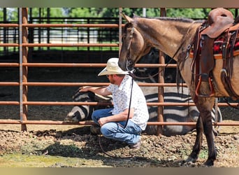 American Quarter Horse, Ruin, 6 Jaar, Grullo