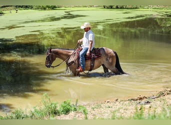 American Quarter Horse, Ruin, 6 Jaar, Grullo