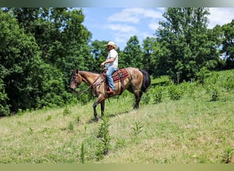 American Quarter Horse, Ruin, 6 Jaar, Grullo