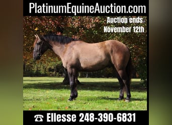 American Quarter Horse, Ruin, 6 Jaar, Grullo