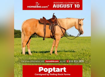 American Quarter Horse, Ruin, 6 Jaar, Palomino