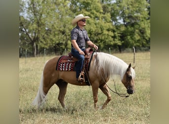 American Quarter Horse, Ruin, 6 Jaar, Palomino