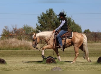 American Quarter Horse, Ruin, 6 Jaar, Palomino