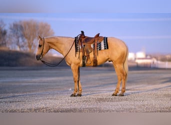 American Quarter Horse, Ruin, 6 Jaar, Palomino