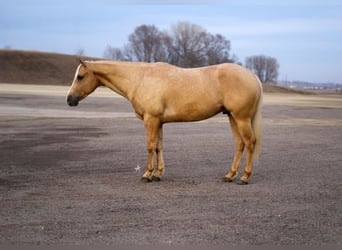 American Quarter Horse, Ruin, 6 Jaar, Palomino