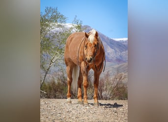 American Quarter Horse, Ruin, 6 Jaar, Palomino