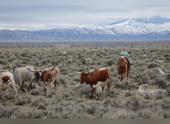 American Quarter Horse, Ruin, 6 Jaar, Palomino