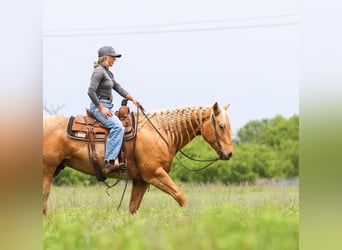 American Quarter Horse, Ruin, 6 Jaar, Palomino