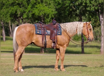 American Quarter Horse, Ruin, 6 Jaar, Palomino