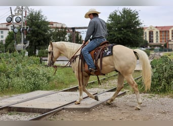 American Quarter Horse, Ruin, 6 Jaar, Palomino