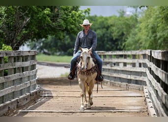 American Quarter Horse, Ruin, 6 Jaar, Palomino