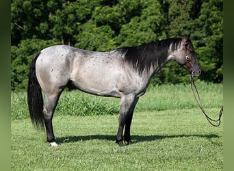 American Quarter Horse, Ruin, 6 Jaar, Roan-Blue