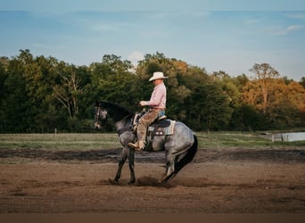 American Quarter Horse, Ruin, 6 Jaar, Roan-Blue