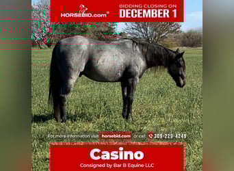 American Quarter Horse, Ruin, 6 Jaar, Roan-Blue