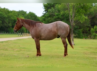 American Quarter Horse, Ruin, 6 Jaar, Roan-Red
