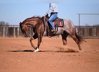American Quarter Horse, Ruin, 6 Jaar, Roan-Red