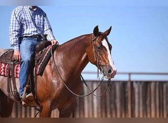 American Quarter Horse, Ruin, 6 Jaar, Roan-Red