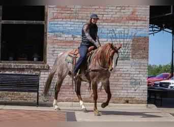 American Quarter Horse, Ruin, 6 Jaar, Roan-Red