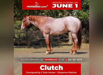American Quarter Horse, Ruin, 6 Jaar, Roan-Red