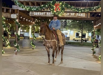 American Quarter Horse, Ruin, 6 Jaar, Roan-Red