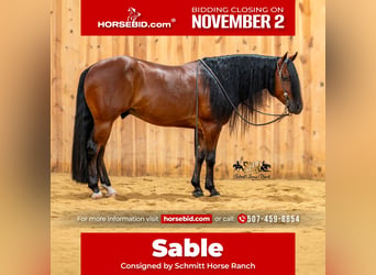 American Quarter Horse, Ruin, 6 Jaar, Roodbruin