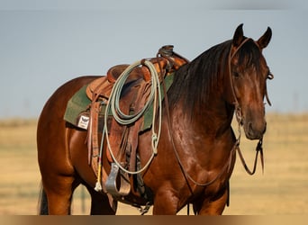 American Quarter Horse, Ruin, 6 Jaar, Roodbruin