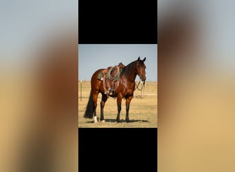 American Quarter Horse, Ruin, 6 Jaar, Roodbruin