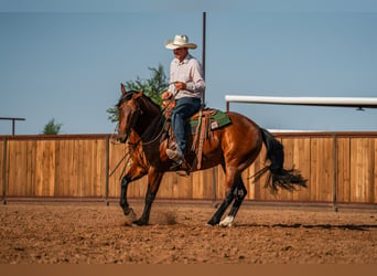 American Quarter Horse, Ruin, 6 Jaar, Roodbruin