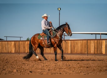 American Quarter Horse, Ruin, 6 Jaar, Roodbruin