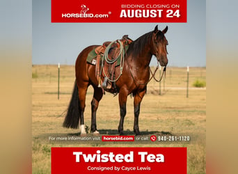 American Quarter Horse, Ruin, 6 Jaar, Roodbruin