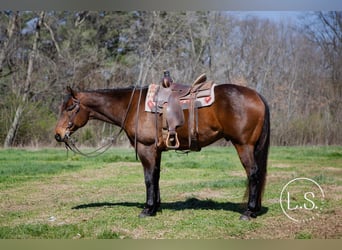 American Quarter Horse, Ruin, 6 Jaar, Roodbruin