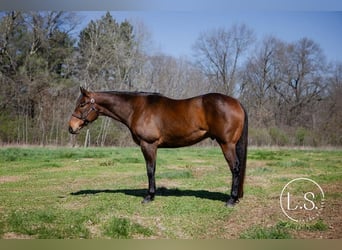 American Quarter Horse, Ruin, 6 Jaar, Roodbruin