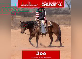 American Quarter Horse, Ruin, 6 Jaar, Roodbruin