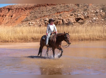 American Quarter Horse, Ruin, 6 Jaar, Roodbruin