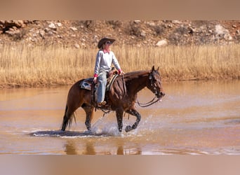 American Quarter Horse, Ruin, 6 Jaar, Roodbruin