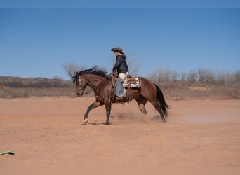 American Quarter Horse, Ruin, 6 Jaar, Roodbruin