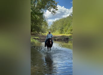 American Quarter Horse, Ruin, 6 Jaar, Roodbruin