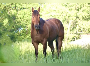 American Quarter Horse, Ruin, 6 Jaar, Roodbruin