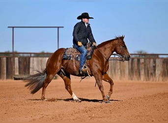 American Quarter Horse, Ruin, 6 Jaar, Roodvos