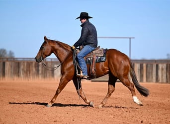 American Quarter Horse, Ruin, 6 Jaar, Roodvos