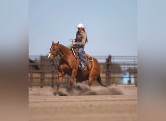 American Quarter Horse, Ruin, 6 Jaar, Roodvos