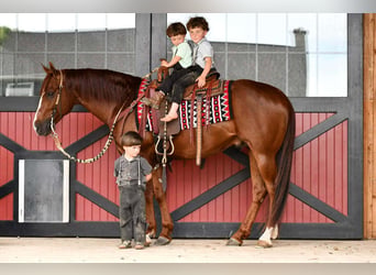 American Quarter Horse, Ruin, 6 Jaar, Roodvos