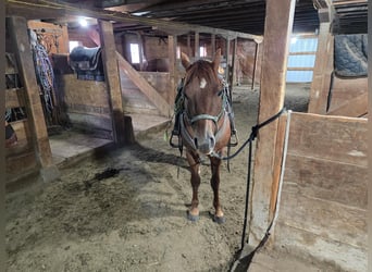 American Quarter Horse, Ruin, 6 Jaar, Roodvos