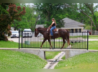 American Quarter Horse, Ruin, 6 Jaar, Roodvos